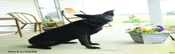 Mixed Breed dogs for sale: Jetta - Ad 2