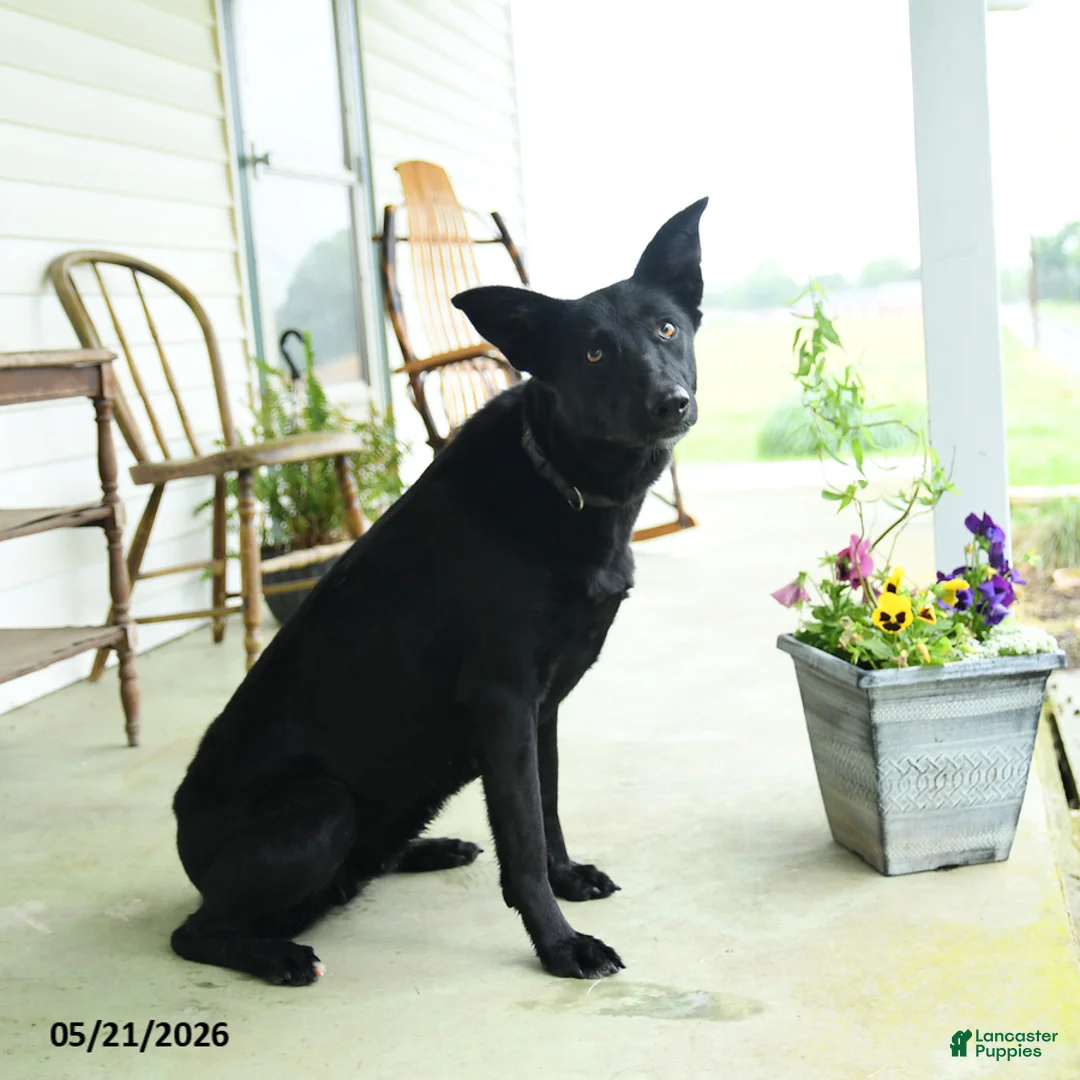 Mixed Breed dogs for sale: Jetta - Ad 2