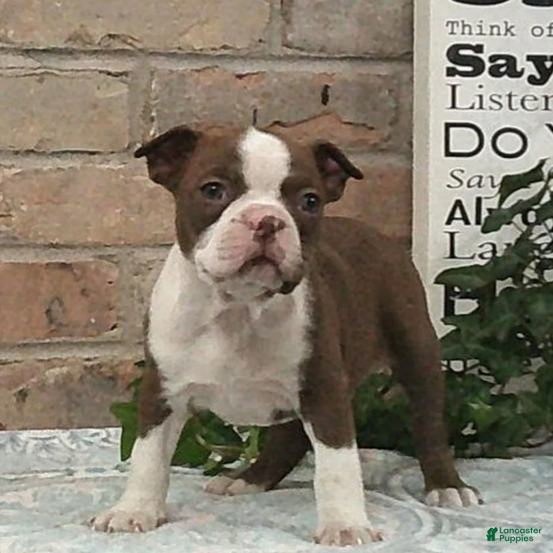 Boston Terrier dogs for sale: Cypress - Ad 1