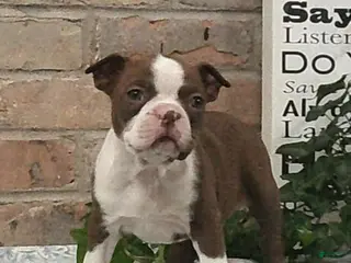 Boston Terrier dogs for sale: Cypress - Ad 2