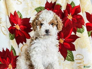 Miniature Poodle dogs for sale: Rudolph - Ad 1