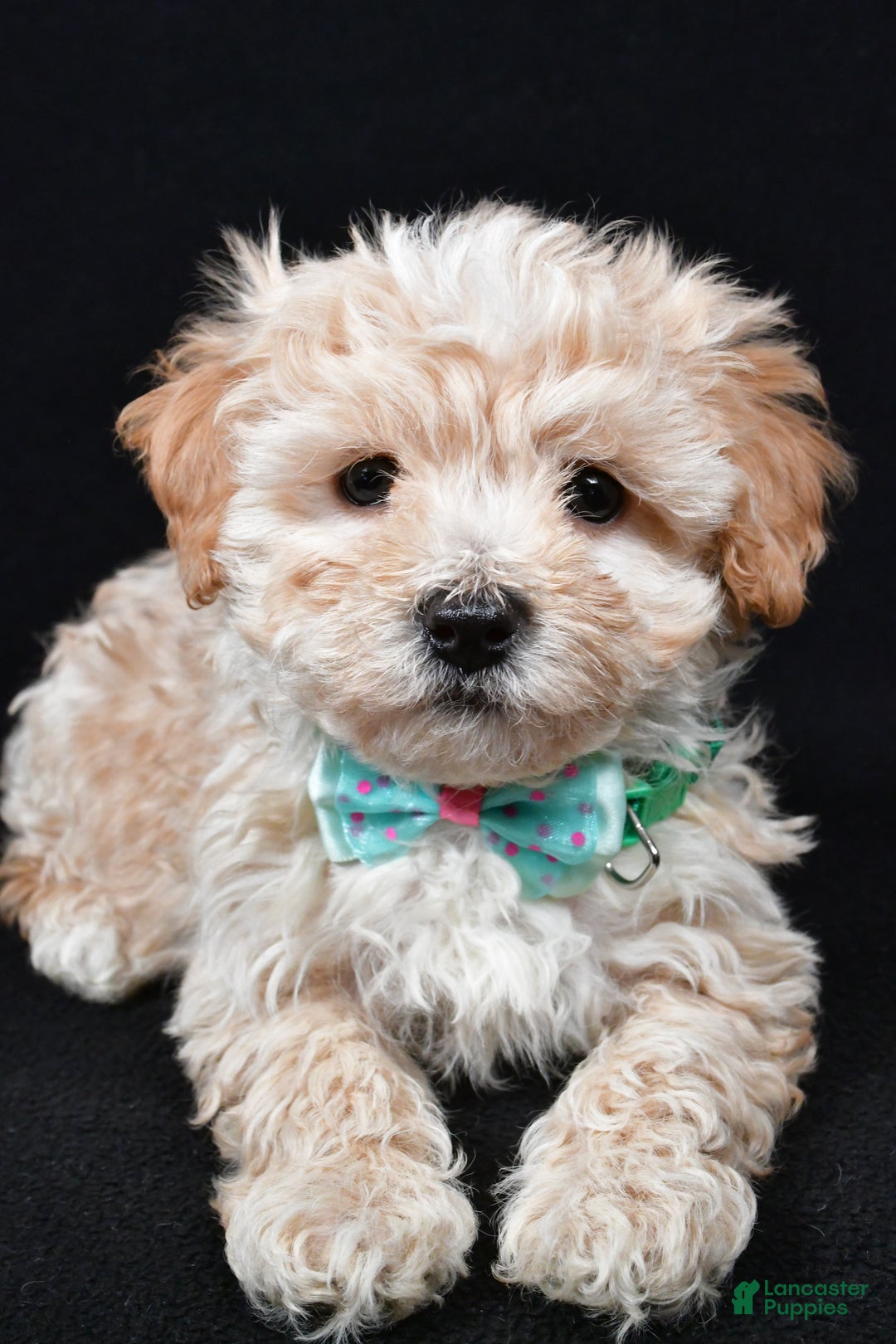Maltipoo dogs for sale: Valor - Ad 2