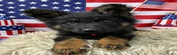 German Shepherd dogs for sale: Fizz - Ad 1