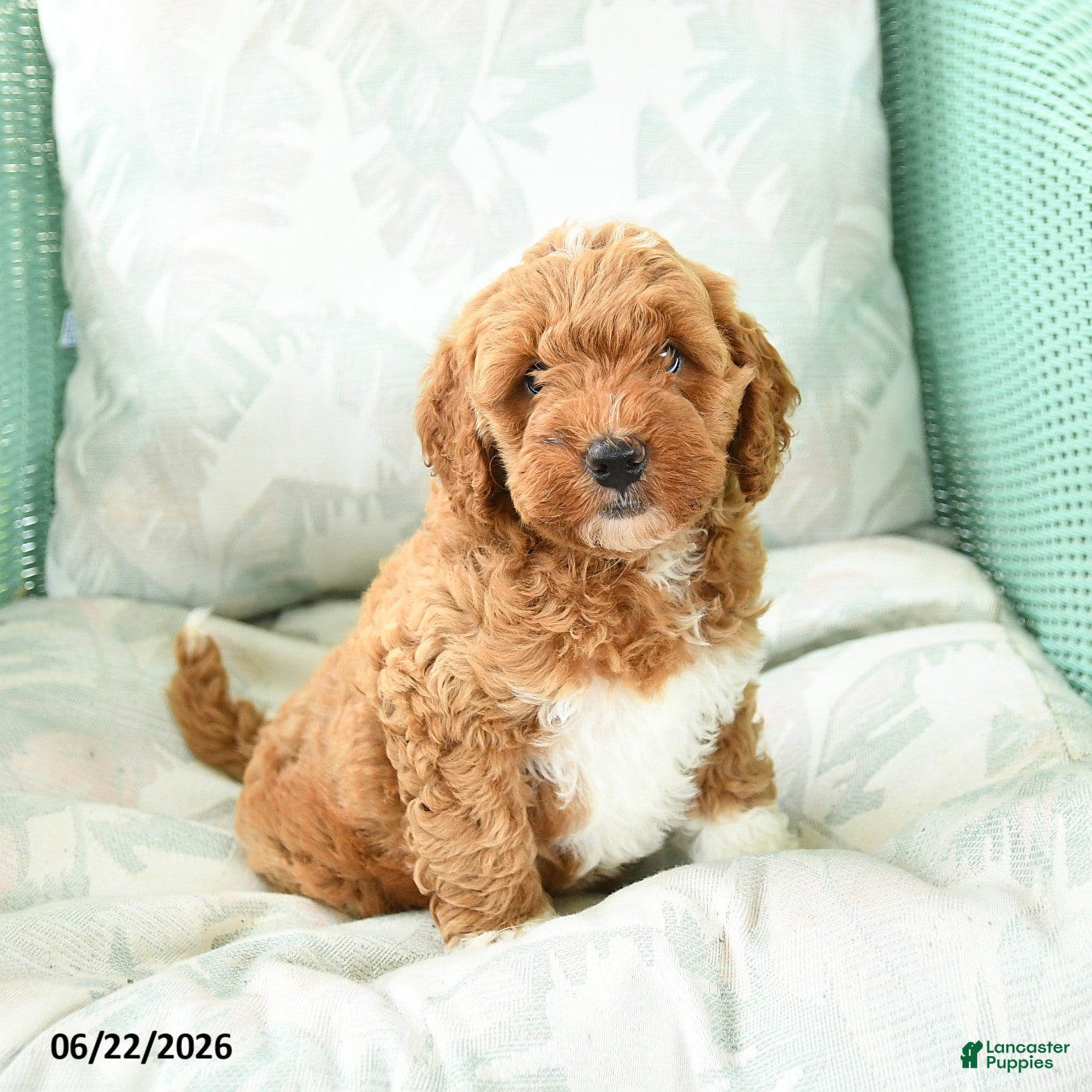 Miniature Poodle dogs Marcel - Ad 2