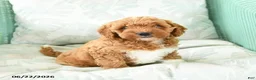 Miniature Poodle dogs for sale: Marcel - Ad 2
