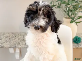 Sheepadoodle dogs Eleanor - Ad 17