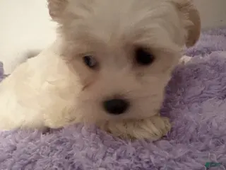 Morkie dogs Baby - Ad 40