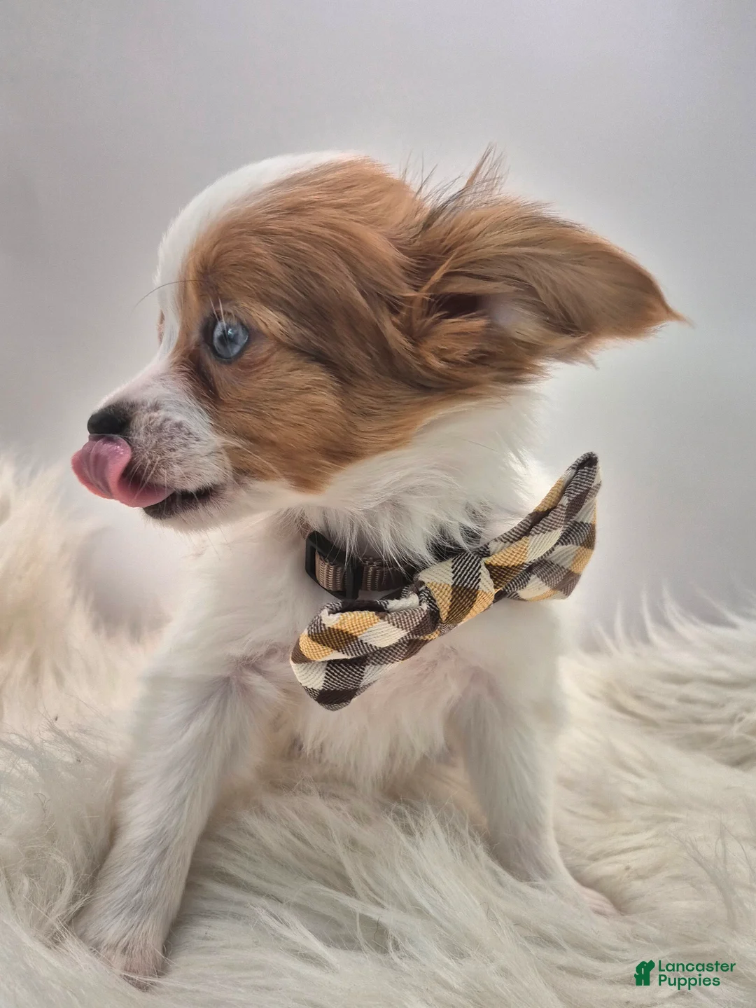 Papillon dogs for sale: Green boy(snickers) - Ad 4