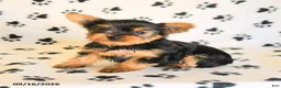 Yorkshire Terrier dogs for sale: Julian - Ad 3
