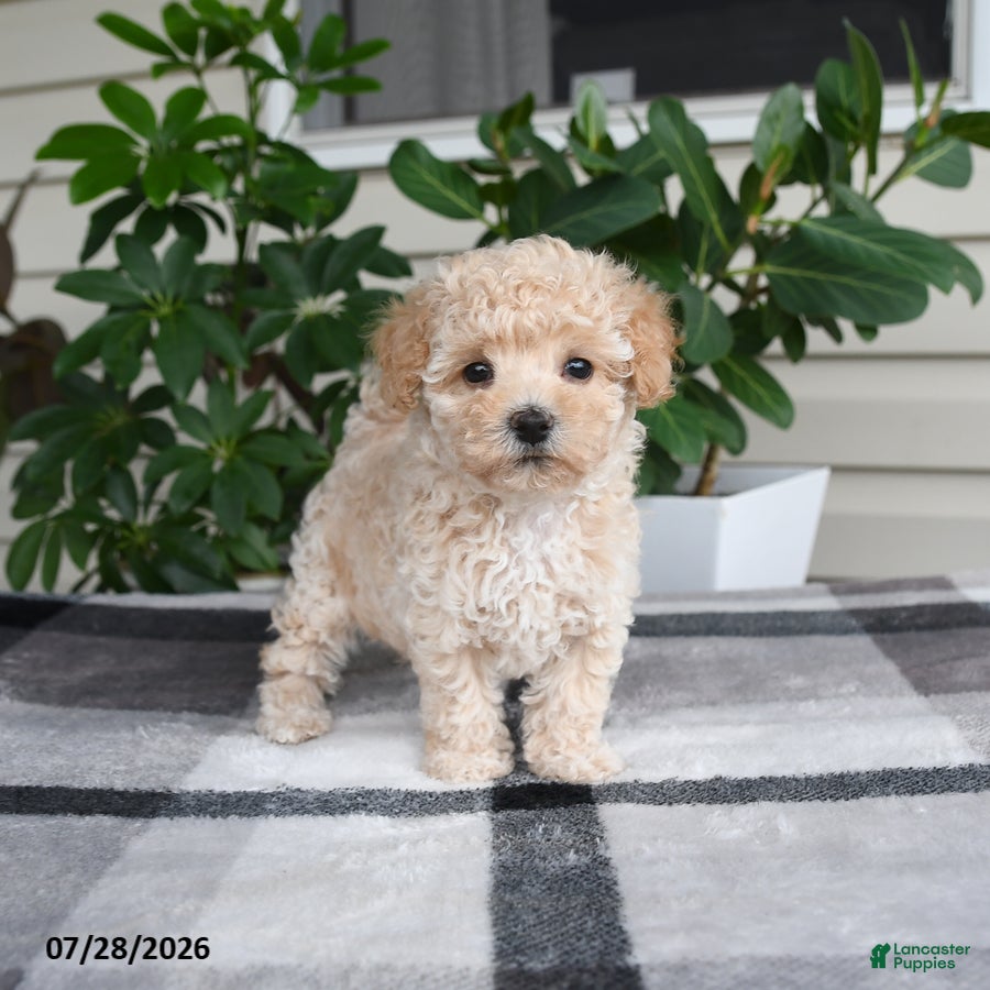 Maltipoo dogs Lily - Ad 1