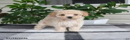 Maltipoo dogs for sale: Lily - Ad 1