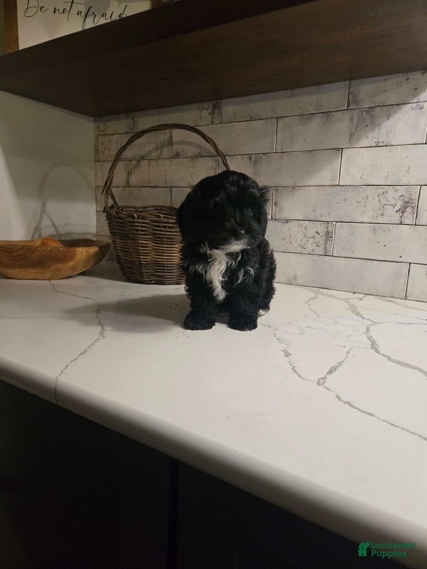 Yorkiepoo dogs Brutus - Ad 1