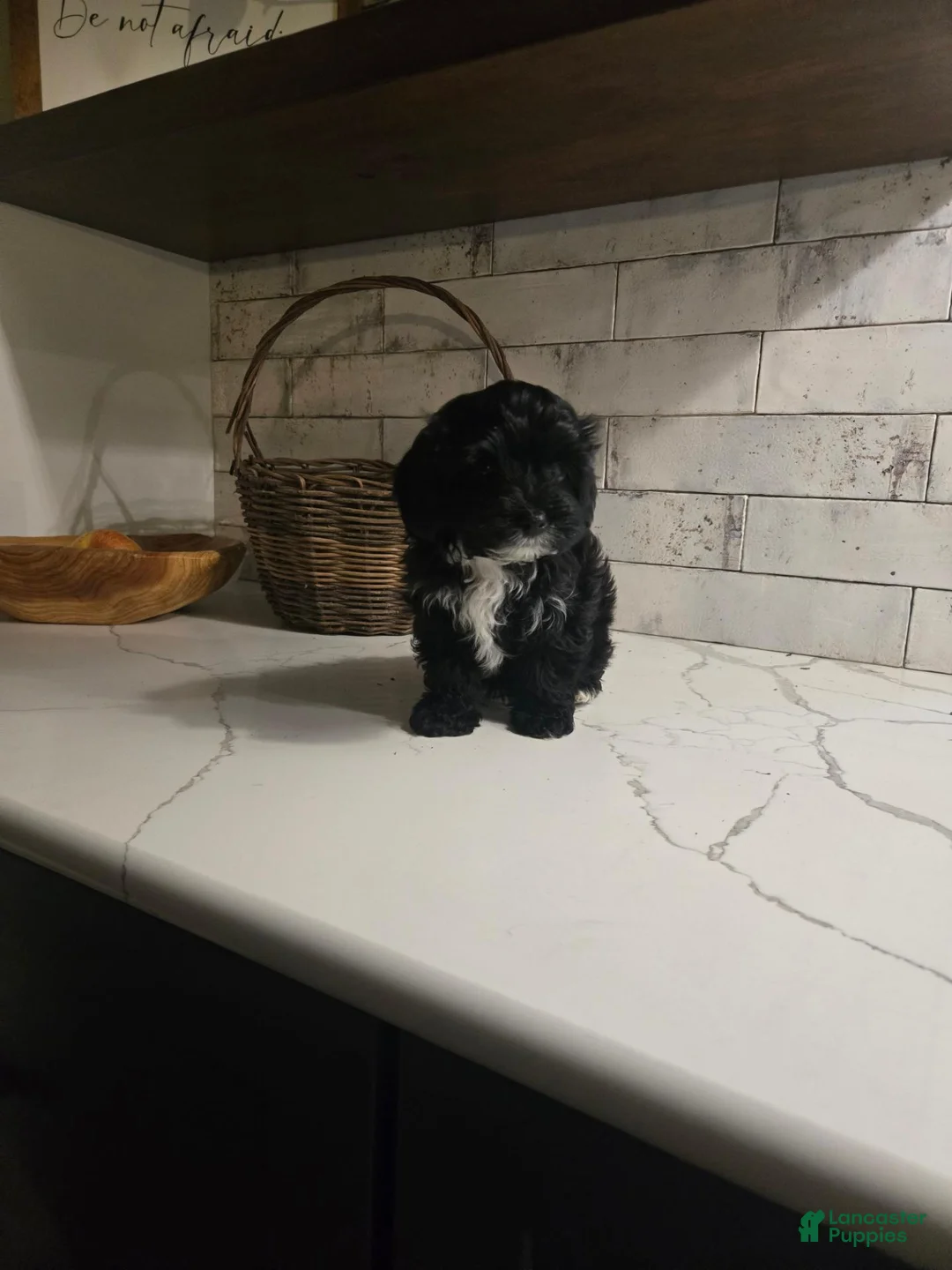 Yorkiepoo dogs for sale: Brutus - Ad 1