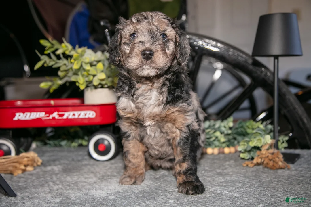 Mixed Breed dogs for sale: Josie - Ad 2