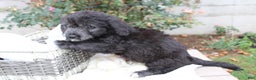 Mini Aussiedoodle dogs for sale: Aussiedoodle Puppy 3 Lenny - Ad 2