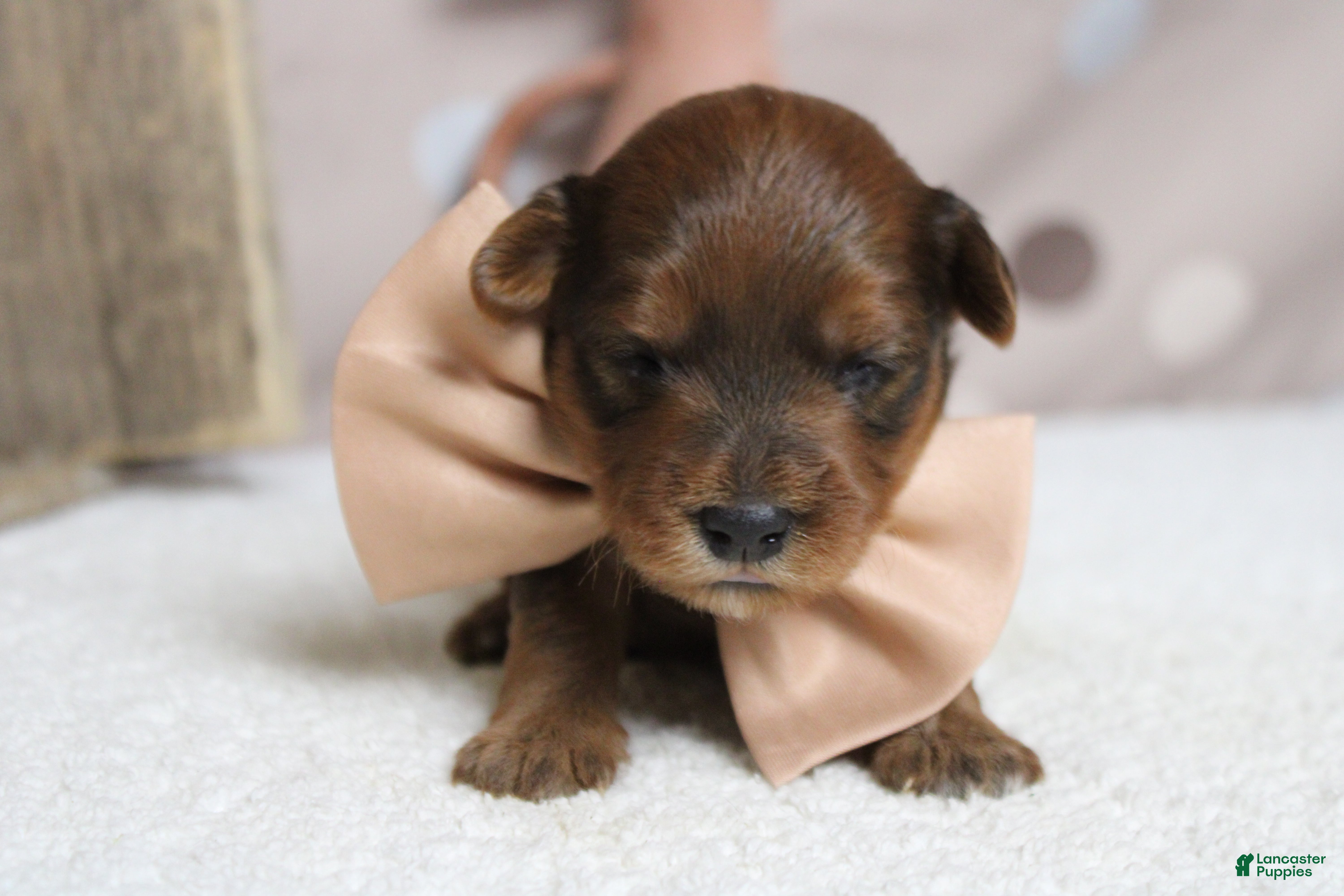 Yorkiepoo dogs Trusty - Ad 3