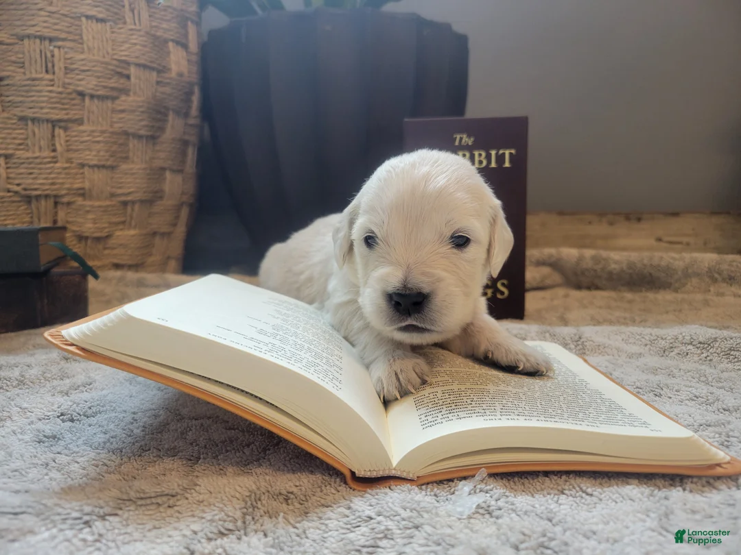 Golden Retriever dogs for sale: Boromir, Champion Sired - Ad 2