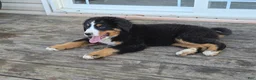 Bernese Mountain Dog dogs for sale: Bernese Mountain Dog Puppy 1 - Ad 4