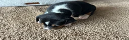 Rat Terrier dogs for sale: Old Dominion Terrior Libby - Ad 2