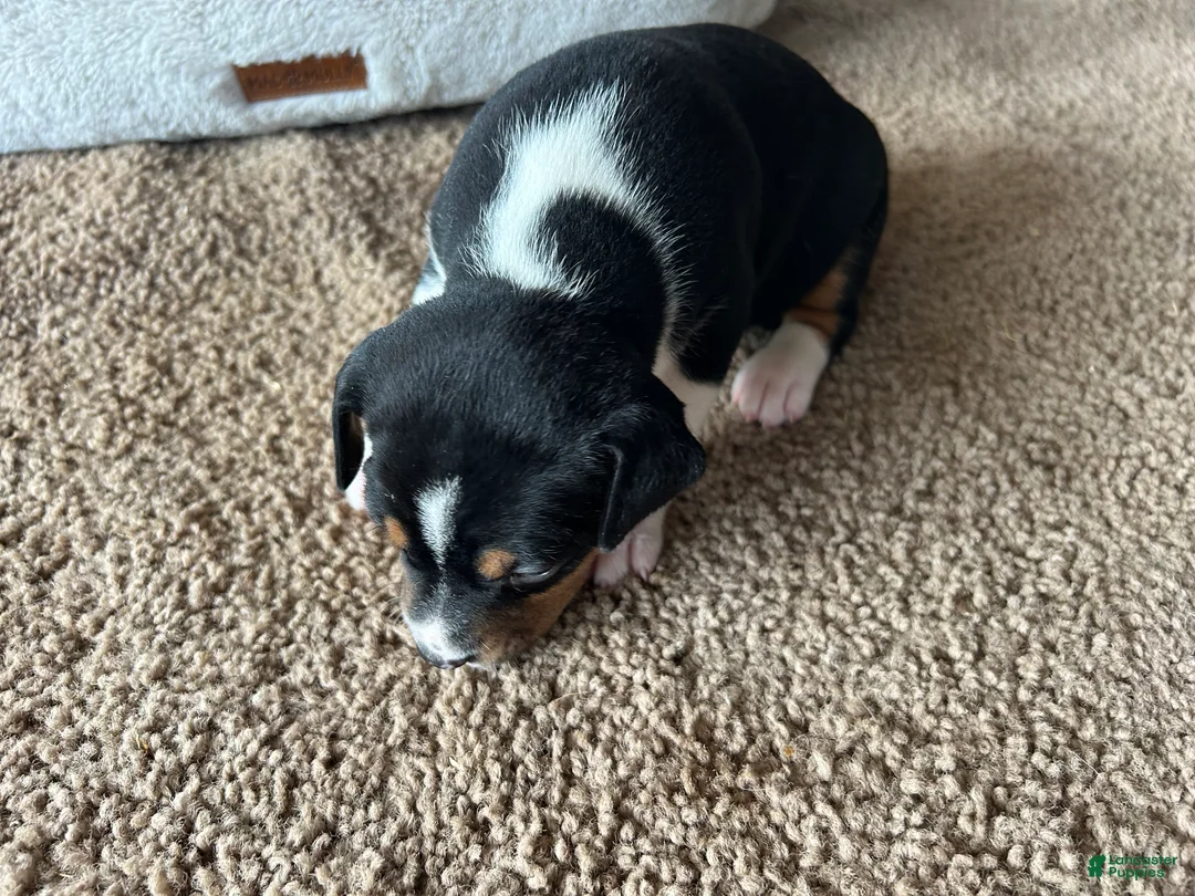 Rat Terrier dogs for sale: Old Dominion Terrior Libby - Ad 2