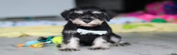 Miniature Schnauzer dogs for sale: Arthur - Ad 7