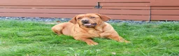 Labrador Retriever dogs for sale: Reign - Ad 6