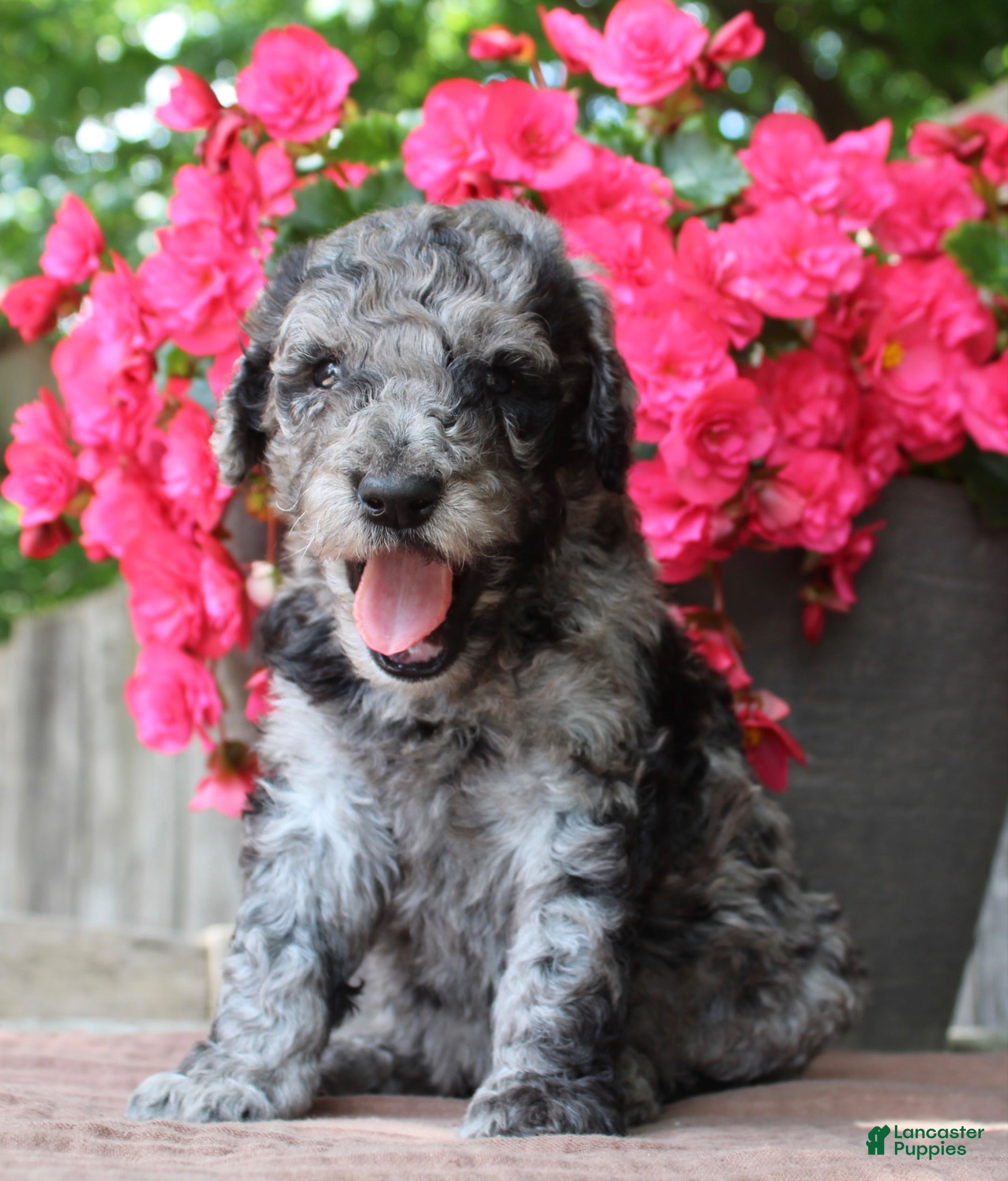 Standard Poodle dogs Ash AKC Standard Poodle - Ad 2