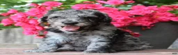 Standard Poodle dogs for sale: Ash AKC Standard Poodle - Ad 12
