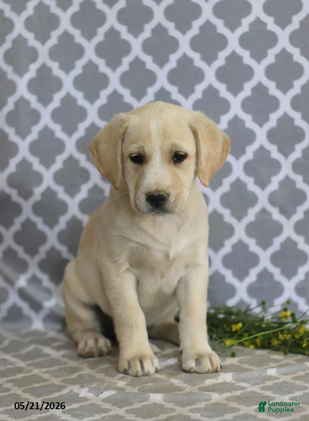 Mixed Breed dogs for sale: Rachel - Ad 1