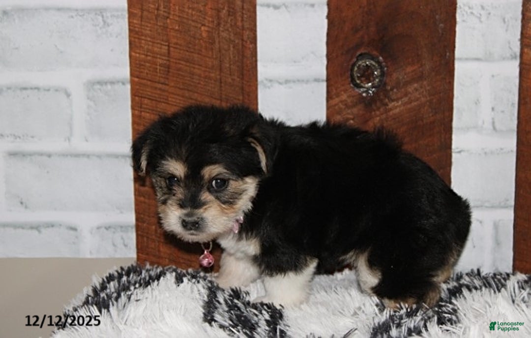 Yochon dogs for sale: Dolly - Ad 5