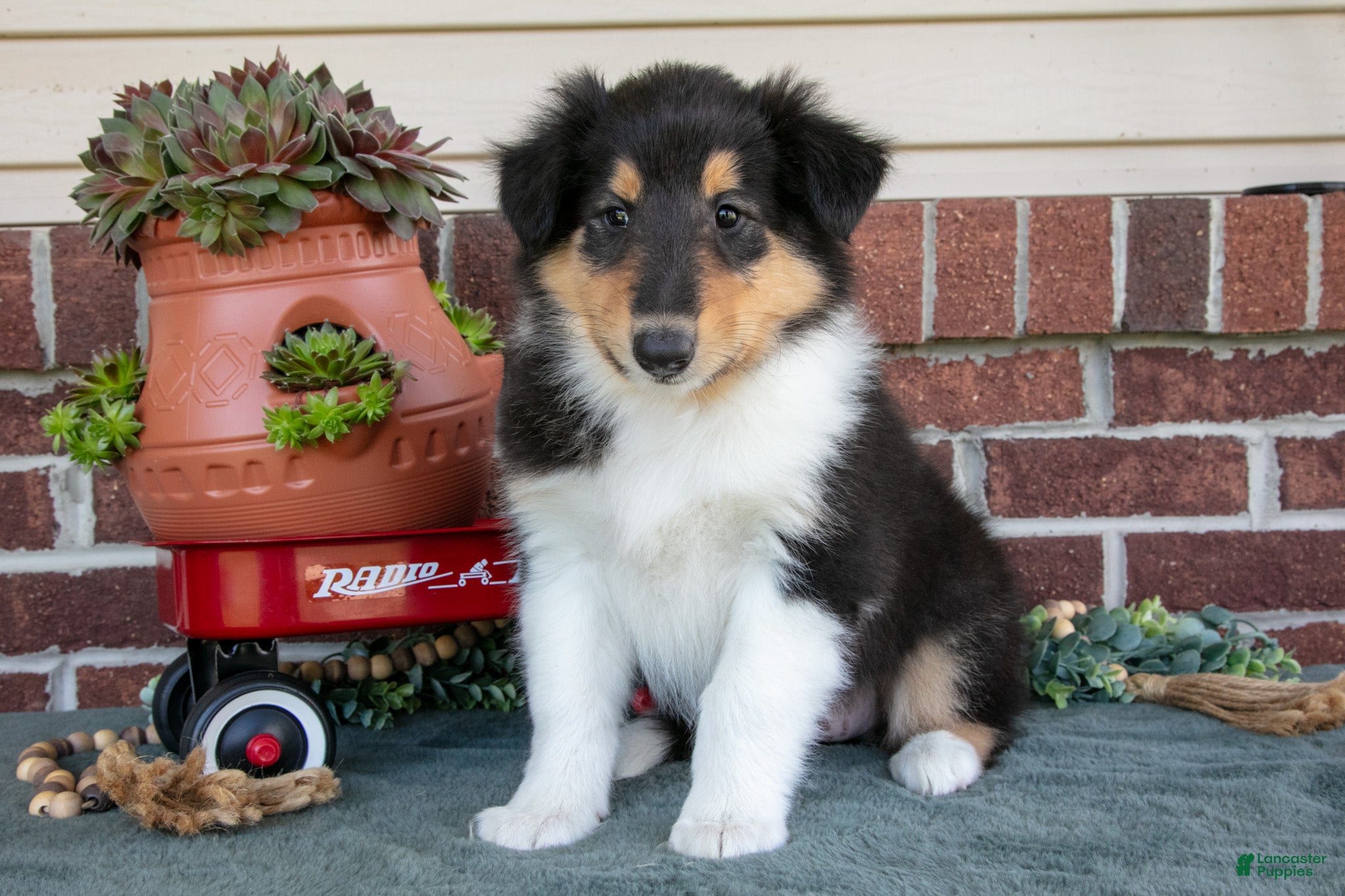 Collie dogs Rose - Ad 1