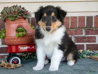 Collie dogs for sale: Rose - Ad 4