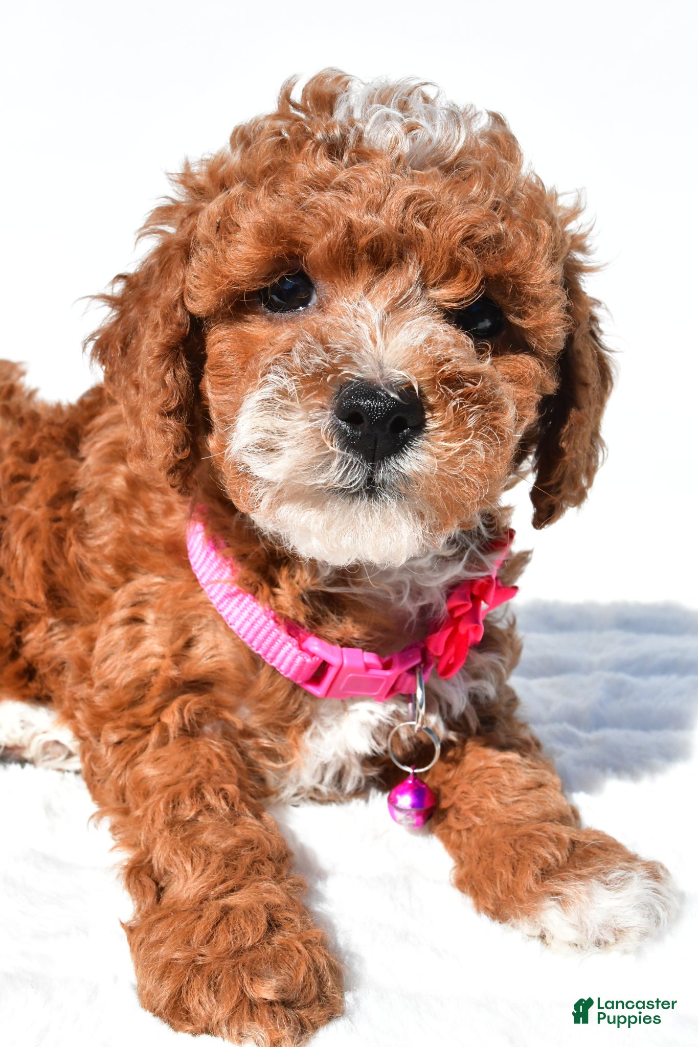 Miniature Poodle dogs for sale: Stacey - Ad 6