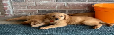 Golden Retriever Puppy 3