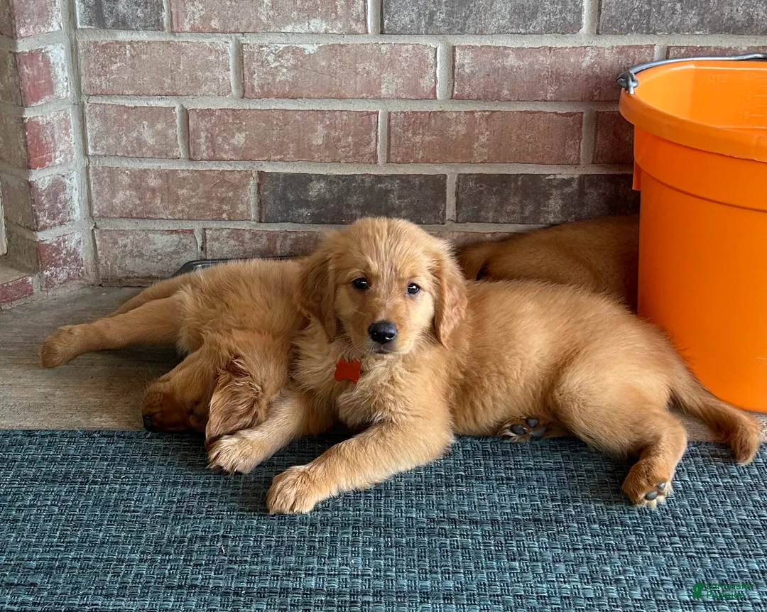 Golden Retriever dogs for sale: Golden Retriever Puppy 3 - Ad 1