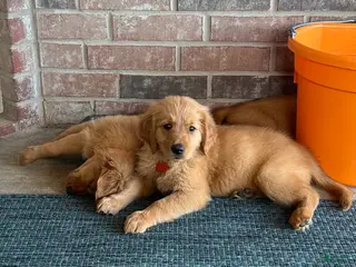 Golden Retriever dogs for sale: Golden Retriever Puppy 3 - Ad 1
