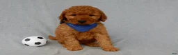 Mini Goldendoodle dogs for sale: Finley-MEDIUM - Ad 3