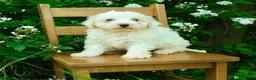 Maltipoo dogs for sale: Kaleb - Ad 3