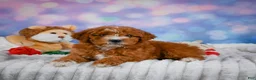 Mini Goldendoodle dogs for sale: Willow - Ad 6