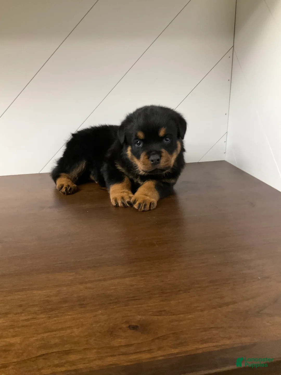 Rottweiler dogs for sale: Rottweiler Puppy 2 - Ad 7