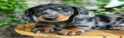 Miniature Dachshund dogs for sale: Edwin - Ad 4
