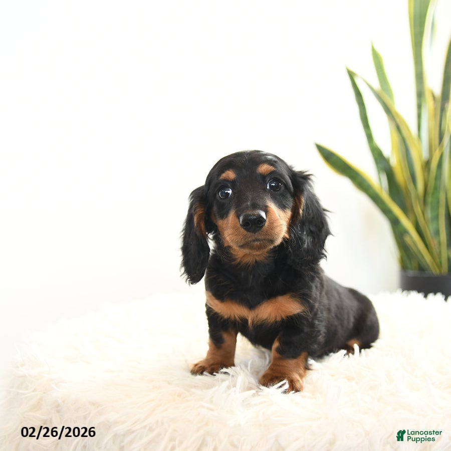 Miniature Dachshund dogs Raven - Ad 1