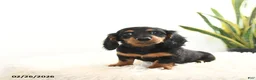 Miniature Dachshund dogs for sale: Raven - Ad 1