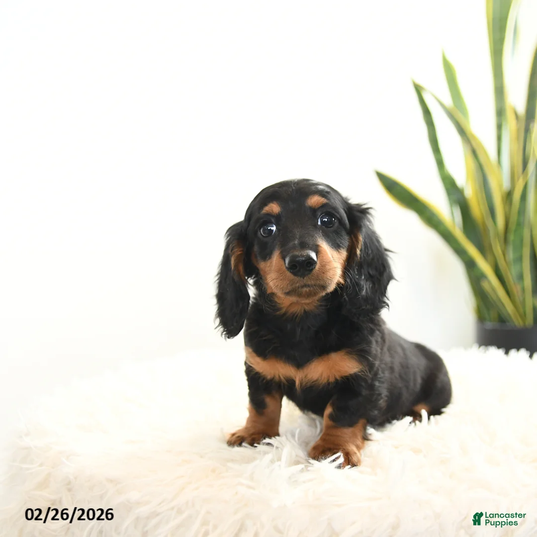 Miniature Dachshund dogs for sale: Raven - Ad 1