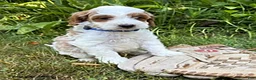 Goldendoodle dogs for sale: Anson - Ad 4