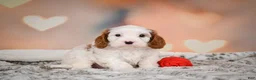 Cavapoo dogs for sale: CHARLIE - Ad 3