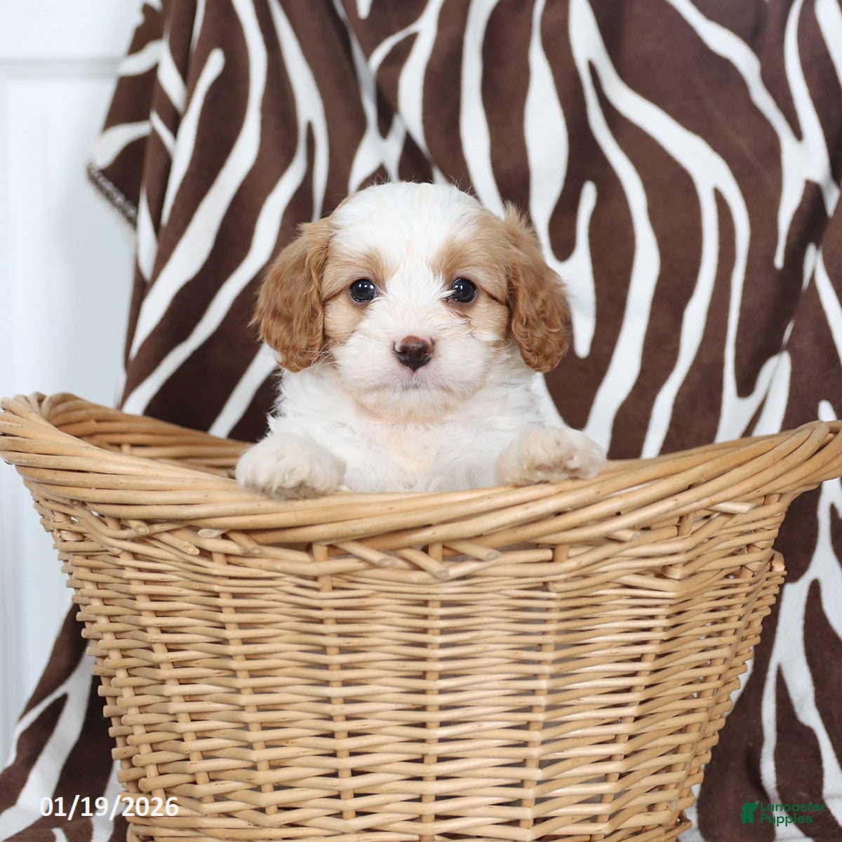 Cavapoo dogs Sully - Ad 2