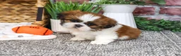 Shih Tzu dogs for sale: Dorothy - Ad 2