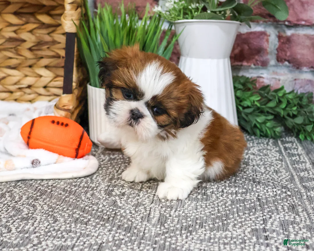 Shih Tzu dogs for sale: Dorothy - Ad 2