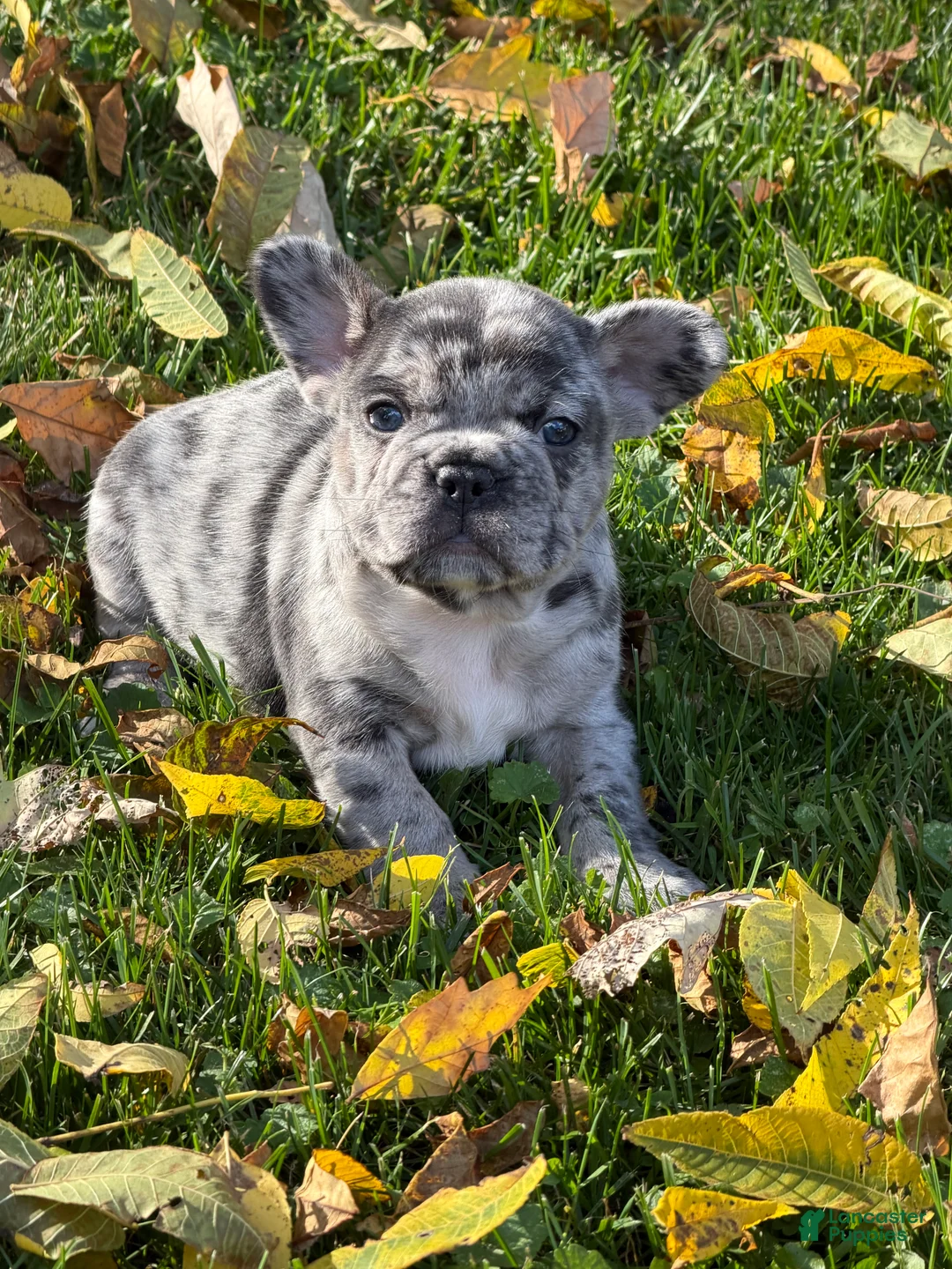 French Bulldog dogs for sale: French Bulldog 4 - Ad 11